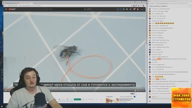 ZLOY смотрит : КАКОЙ ЖЕ ВЕС МОЖЕТ ПОДНЯТЬ МУХА? SlivkiShow смотреть онлайн