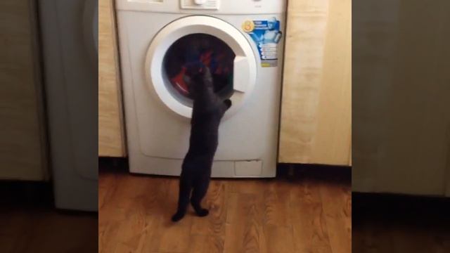 Первая реакция кошки на стиральную машину 😼😻👍😀😼👌🍓 смотреть онлайн