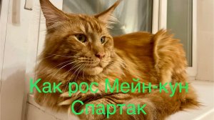 Как растет Мейн-кун? Как меняется Мейн-кун Спартак от 3 месяцев до 2 лет