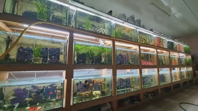Обзор всех аквариумов 06.01.2025. Будни Аквариумиста. смотреть онлайн