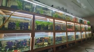 Обзор всех аквариумов 06.01.2025. Будни Аквариумиста.