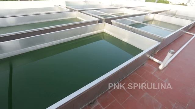 PNK Spirulina English Version смотреть онлайн