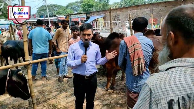 Puthia gorur hat |বিখ্যাত হাটে প্রচুর ষাঁড় গরুর আমদানি তবে বিক্রি নেই |2024 korbanir gorur hat смотреть онлайн