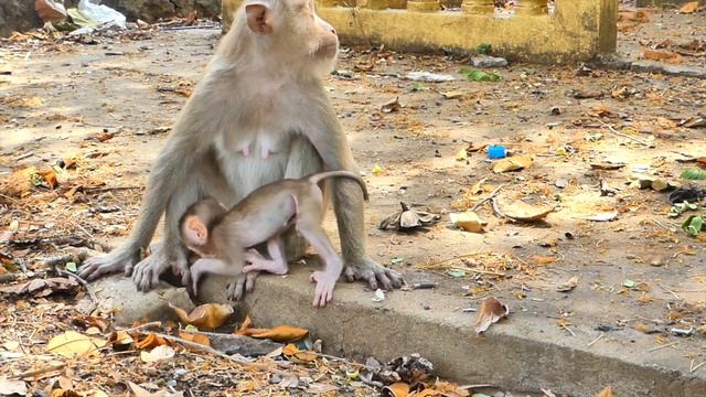 Super Cute ! Baby monkey ROBERT drink milk from Mom - look his face drink milk so cute смотреть онлайн