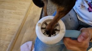 Реакция собаки на лапомойку или гигиена лап собаки в походных условиях