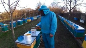 Сбор и сушка пыльцы.