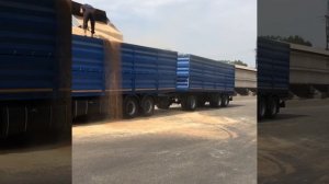 камаз зерновоз мамонт.