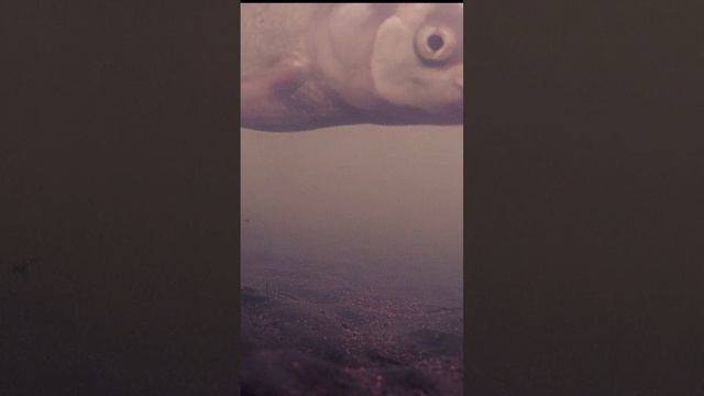 Реакция рыбы на насадки смотреть онлайн