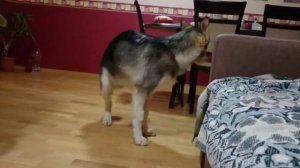 Маламут разговаривает с Винипухом