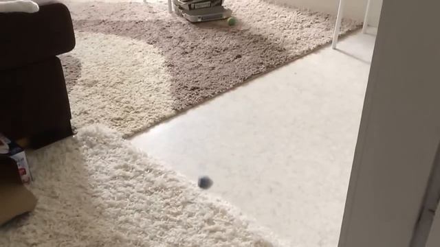 Super cute kitten Neo jumps off the bed in slow motion and crash camera. смотреть онлайн