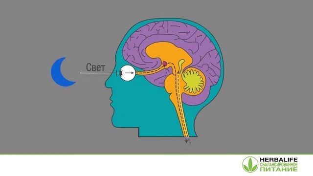 Видео тренинг о Вечернем Коктейле от Дэвида Хибера