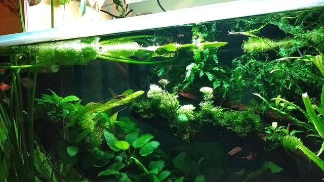 1000 Liter Planted Tank January 2023 смотреть онлайн