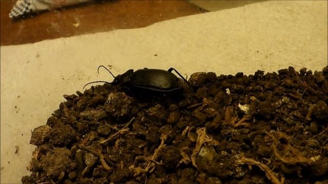 Narrow Searcher Information and Care смотреть онлайн