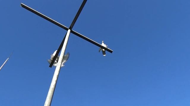 Pigeons / Tauben / Мои голуби / Germany /14 .10. 2017 / Показываю касана. смотреть онлайн
