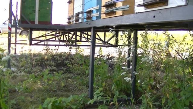 Пчеломодуль- итоги первого сезона. смотреть онлайн