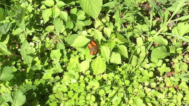 ウラギンシジミ / Curetis acuta　東京都裏高尾　2016/08/10 butterfly of Japan смотреть онлайн