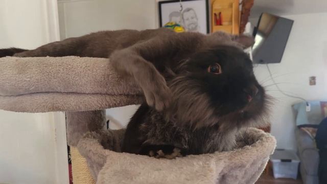 Gray kitten and Lop Eared Lionhead Bunny in a cat tree смотреть онлайн