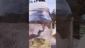 Пойманный богомол поймал бабочку! (Как быстро он её поймает( эксперимент ))