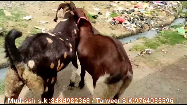 Bakra-Eid Special - 2 Khassi Heavy Weight Bakre At Malegao Maharashtra | 80/90kg Each.