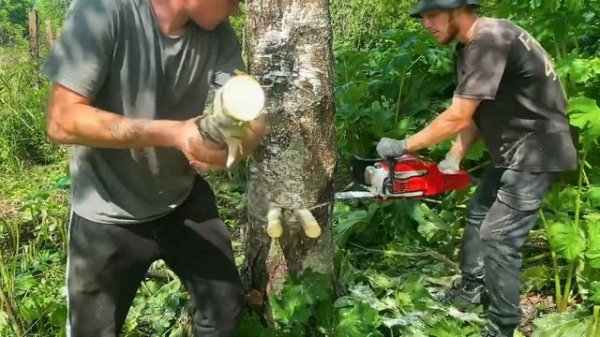 Валка березы бензопилой GEOS CSP 356: пошаговая инструкция #GEOS