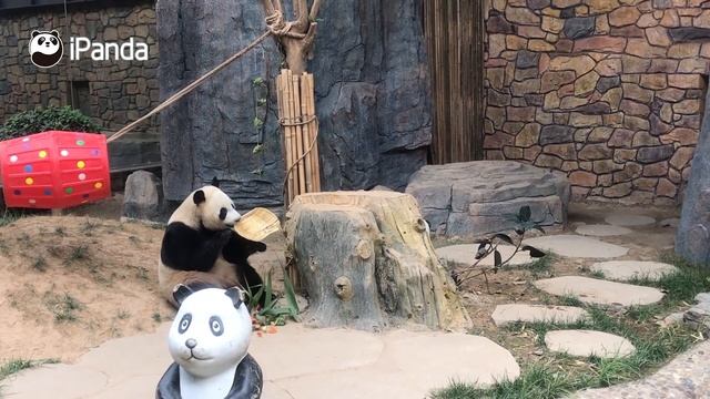 【Panda Billboard】Episode 52 | iPanda смотреть онлайн
