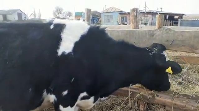 Кто не знает. Помощь начинающим селянам. смотреть онлайн
