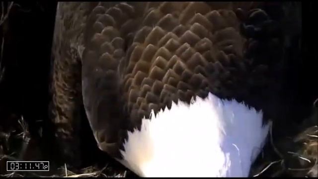AEF-NEFL Eagles 12-21-15 Slowly But Surely - Pip Progress смотреть онлайн