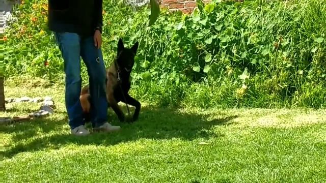 Working Dogs K9 México смотреть онлайн