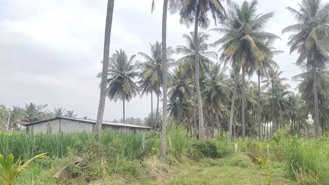 30 Guntta Coconet Palnts 44 Km from Banglore смотреть онлайн