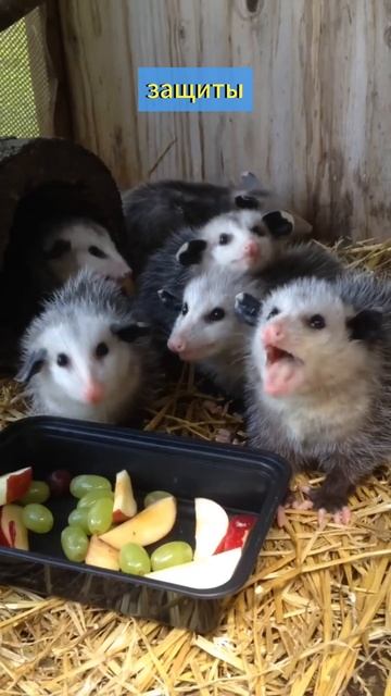 Классные факты за минуту😎 Часть№83😃 Поддержи лайком🙏 #рекомендации #факты #познавательно #интересн смотреть онлайн