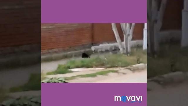 Весёлые животные 😁👍 смотреть онлайн