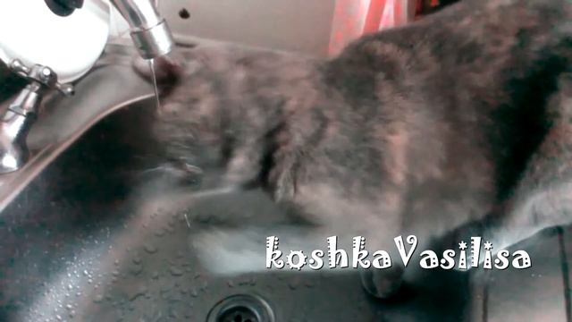 Кошка пьет воду смотреть онлайн