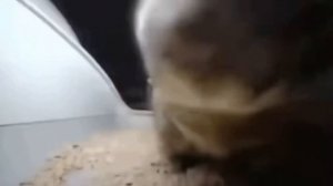 Чупи чупи Чапа чапа(1час)￼