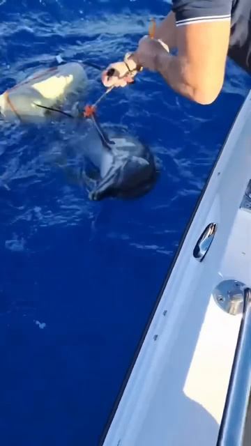 Orca Knocks Shark Into Boat and is Body Slammed by a Whale (Funny Edit) #shorts смотреть онлайн