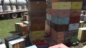 Трёхматочное пчеловождение (пчеловодство в Канаде).