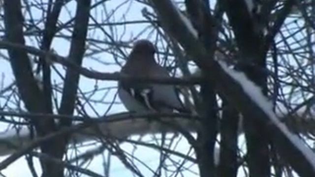 изжизни птиц.flv смотреть онлайн