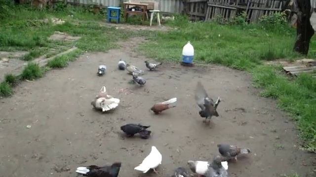В дождливую погоду наслаждаюсь голубами и природой.11.05.19. смотреть онлайн