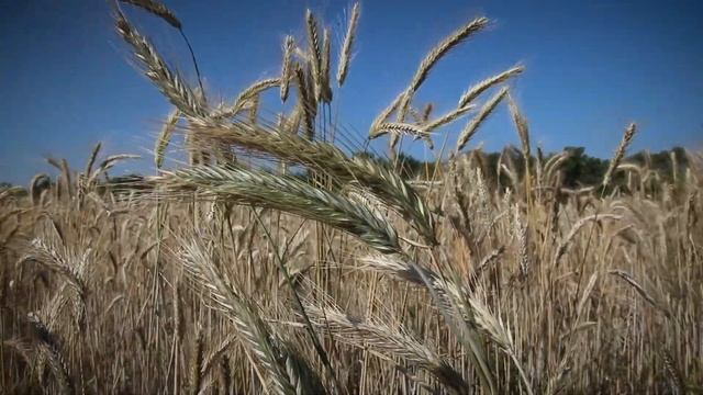 Саратовские сорта лидируют смотреть онлайн
