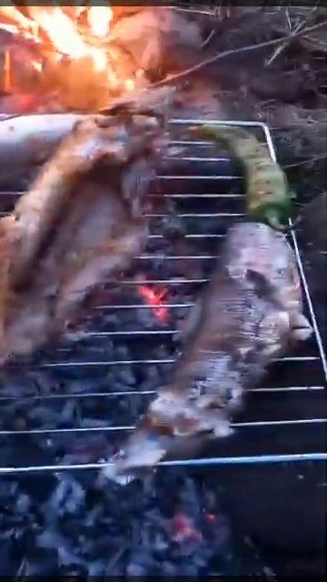Barbeque from fish смотреть онлайн