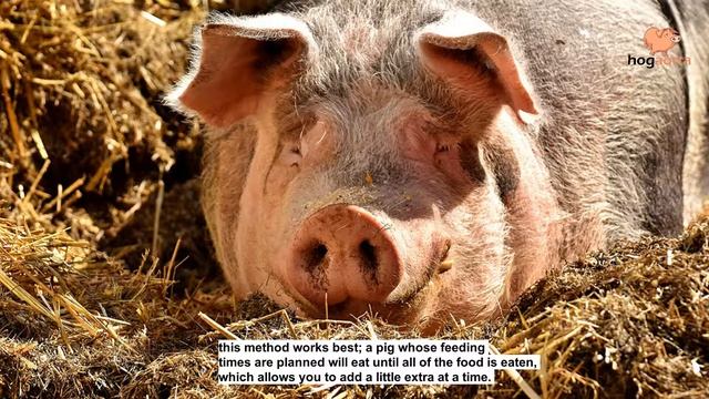 USING CHICKEN EGGS TO QUICKLY PUT ON MORE WEIGHT ON A PIG смотреть онлайн