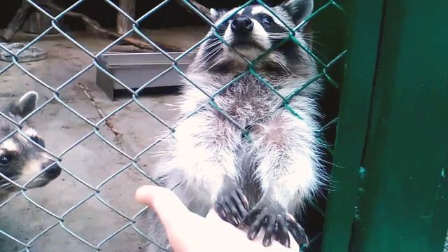 Енотик.💜💜 Романтика.💖💖💙 6 секунд😘 смотреть онлайн