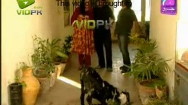 Nadaaniyaan Ep 55 b.flv смотреть онлайн