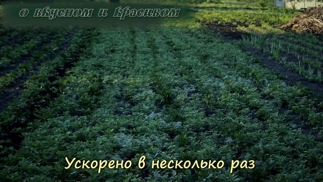 Самый лучший инструмент для быстрой прополки огорода смотреть онлайн