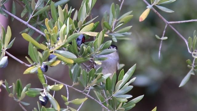 Blackcap. Curruca Capirotada. Sylvia atricapilla смотреть онлайн