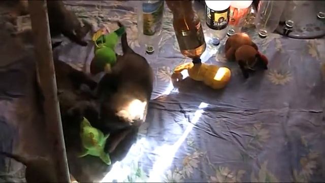 Litter "К" Maiko * Erena 34 дня смотреть онлайн