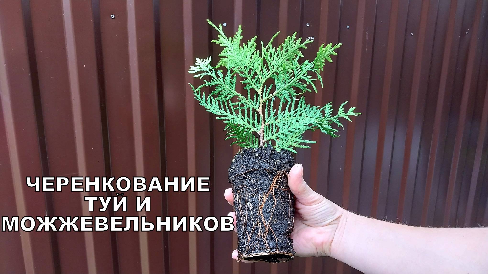 Укоренение Туй и Можжевельников Черенками.