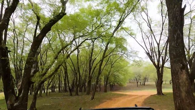 Охота на тигра смотреть онлайн