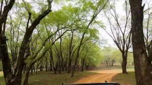 Охота на тигра