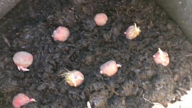 Potato Planting And Unfinished Business смотреть онлайн