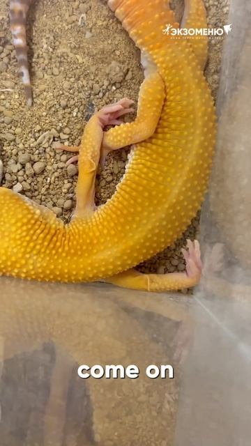🥲 #exomenu #reptile #эублефар #eublepharismacularius смотреть онлайн